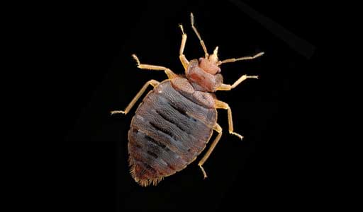 Checking In? Check for Bed Bugs First
