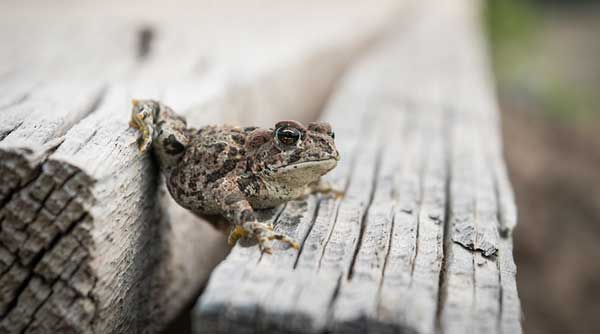 Chilling Resilience: How Frogs Survive the Cold Winter